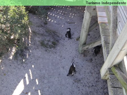 Pinguins - África do Sul.