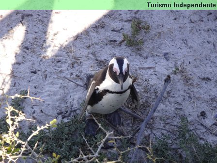 Pinguins - África do Sul.