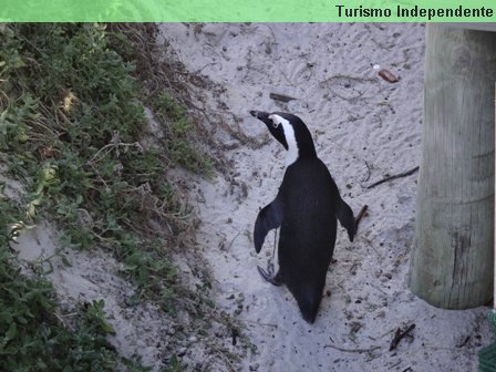 Pinguins - África do Sul.