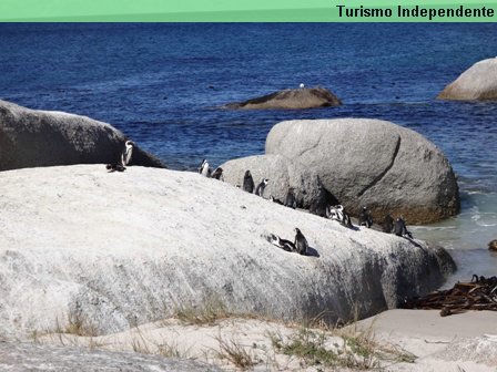 Praia dos pinguins - África do Sul.