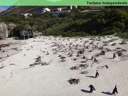 Praia dos pinguins - África do Sul.