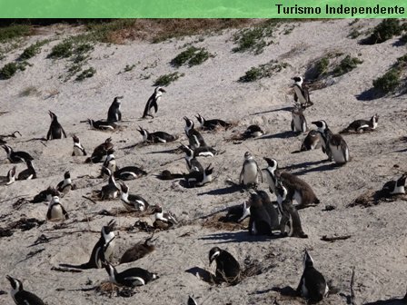 Praia dos pinguins - África do Sul.