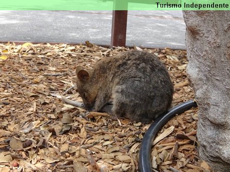 Quokka "dando um dorme" na área de alimentação.