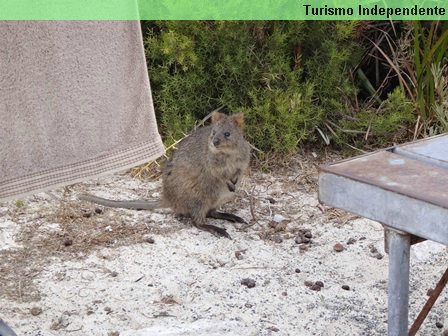 Quokka, o habitante de Rottnest Island.