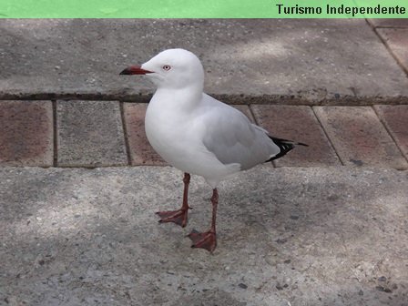 Gaivota a espera de comida.