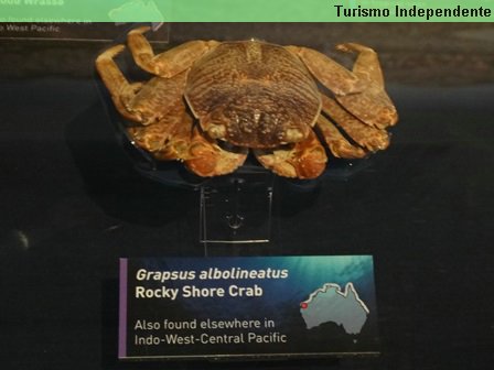 Direto do fundo do mar: espécies em exposição no WA Museum, em Perth.