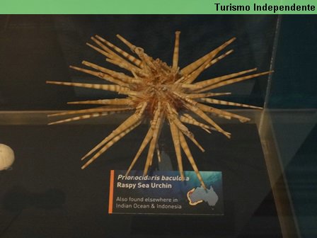 Direto do fundo do mar: espécies em exposição no WA Museum, em Perth.
