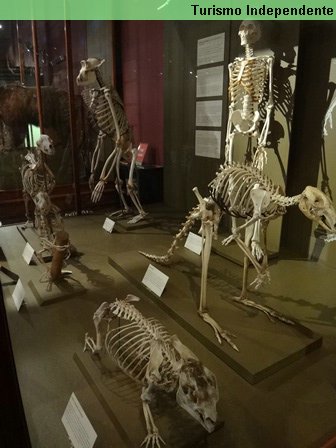 Esqueleto de alguns animais, inclusive do bicho homem.