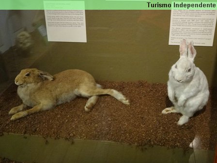Réplicas de coelhos no WA Museum, em Perth.