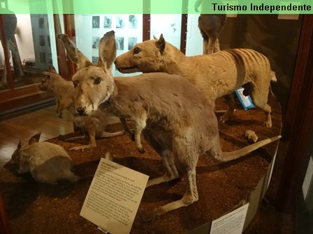 Réplica de canguru no WA Museum, em Perth.