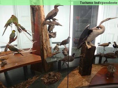 Uma ala só de aves no WA Museum, em Perth.