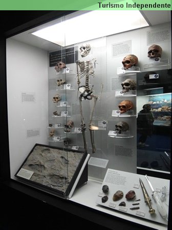 A evolução do homem, no WA Museum, em Perth.