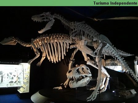 Dinossauros, no WA Museum, em Perth.