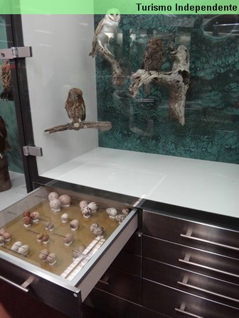 Aves na vitrine e ovos nas gavetas.