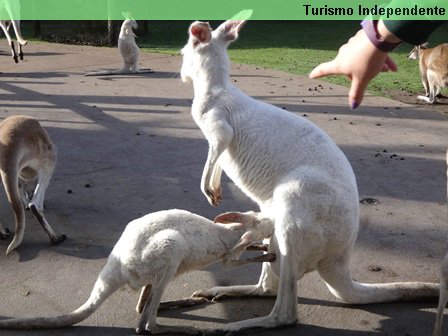 Canguru e mamãe-canguru.