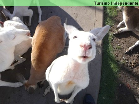 Canguru interessado na máquina fotográfica.