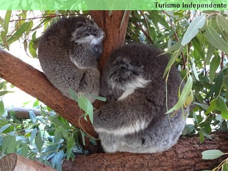 Coalas no Caversham Wildlife Park.