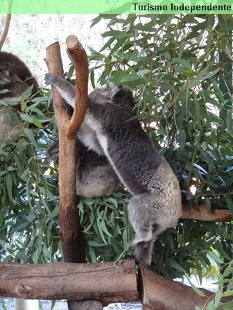 Coalas no Caversham Wildlife Park.