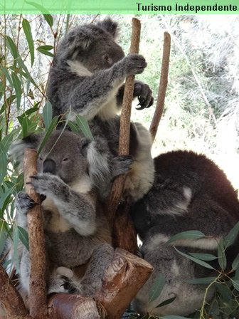 Coalas no Caversham Wildlife Park.