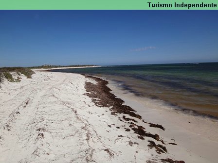 Litoral em Hangover Bay: muitas algas na água.