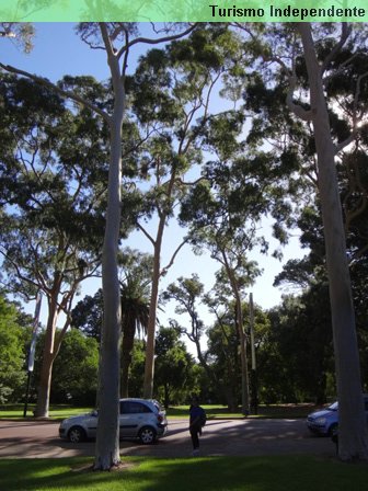 Árvores gigantes no Kings Park.