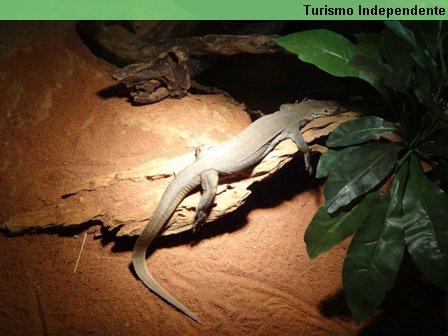 Área dos répteis no Zoológico de Perth.