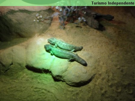 Área dos répteis no Zoológico de Perth.