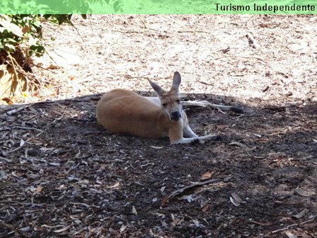 Canguru no Zoológico de Perth. Todos eles estavam assim, preguiçosos.