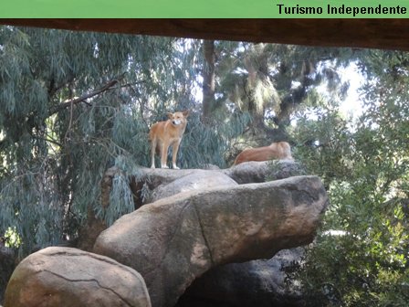 Dingos no Zoológico de Perth.