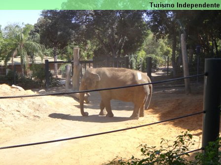 Elefante no Zoológico de Perth.