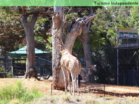 Girafa - Zoológico de Perth.