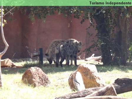 Hienas - Zoológico de Perth.