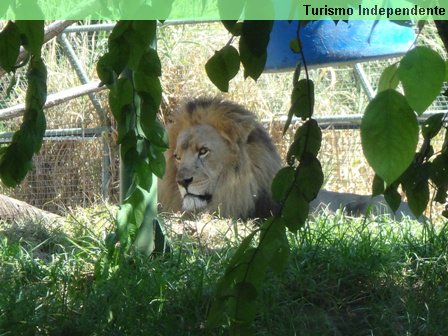 Leão - Zoológico de Perth.