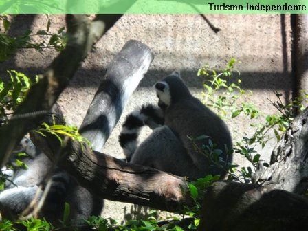 Lêmures - Zoológico de Perth.