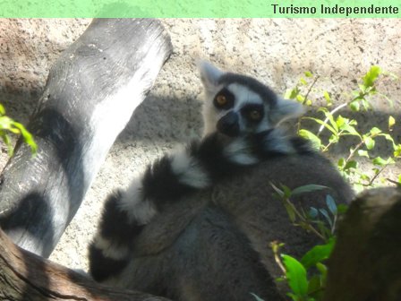 Lêmures - Zoológico de Perth.