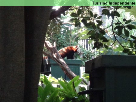 'Red Panda' no Zoológico de Perth.