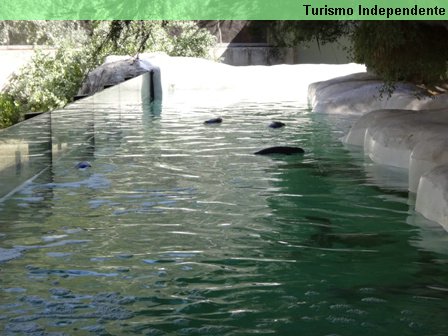 Pinguins - Zoológico de Perth.