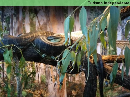 Cobra Píton - Zoológico de Perth.