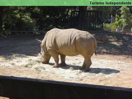 Rinoceronte - Zoológico de Perth.