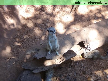 Esse bichinho simpático é um Suricata.