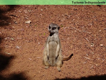 Suricata - Zoológico de Perth.