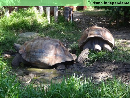 Tartarugas gigantes da ilha de Galápagos.