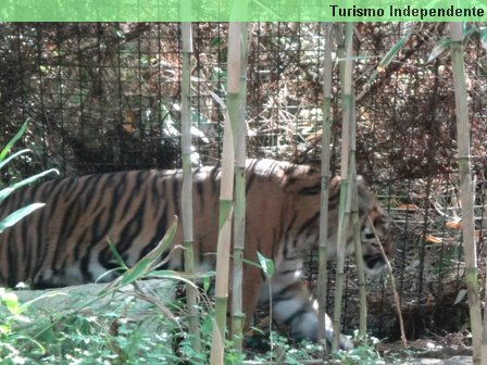 Tigre - Zoológico de Perth.