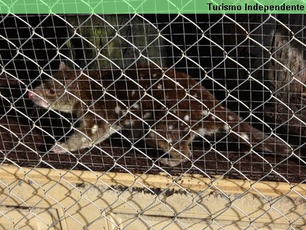 Spotted Quoll, um marsupial da Austrália.