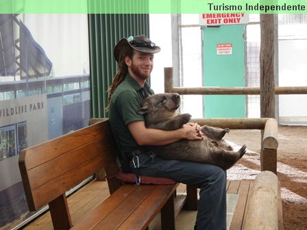 Wombat no colo do tratador do Caversham Wildlife Park.