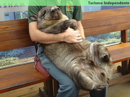 Wombat no colo do tratador do Caversham Wildlife Park.