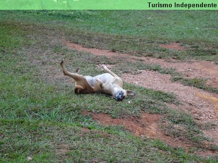 Até o cachorro estava preguiçoso.