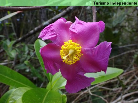 Flor encontrada na trilha.