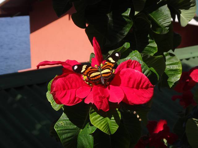 Borboleta - Trilha da Costa da Lagoa.