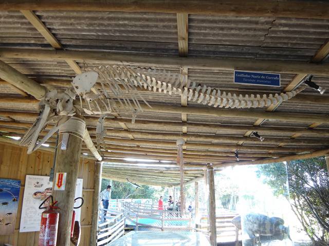 Esqueleto de um Golfinho Nariz de Garrafa - Projeto TAMAR Floripa.